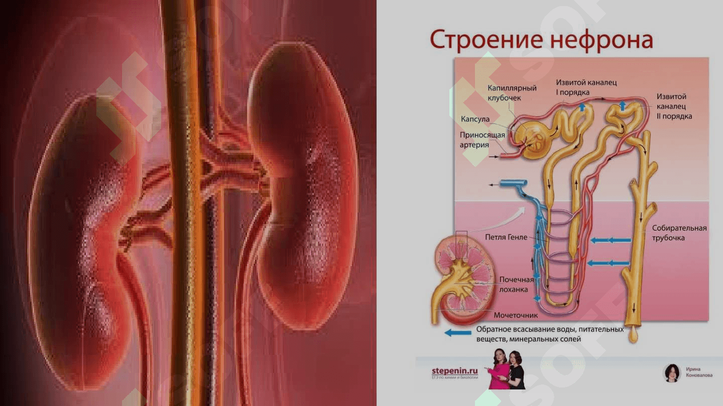 Ayiruv tizimining anatomo-fiziologik xususiyatlari 4