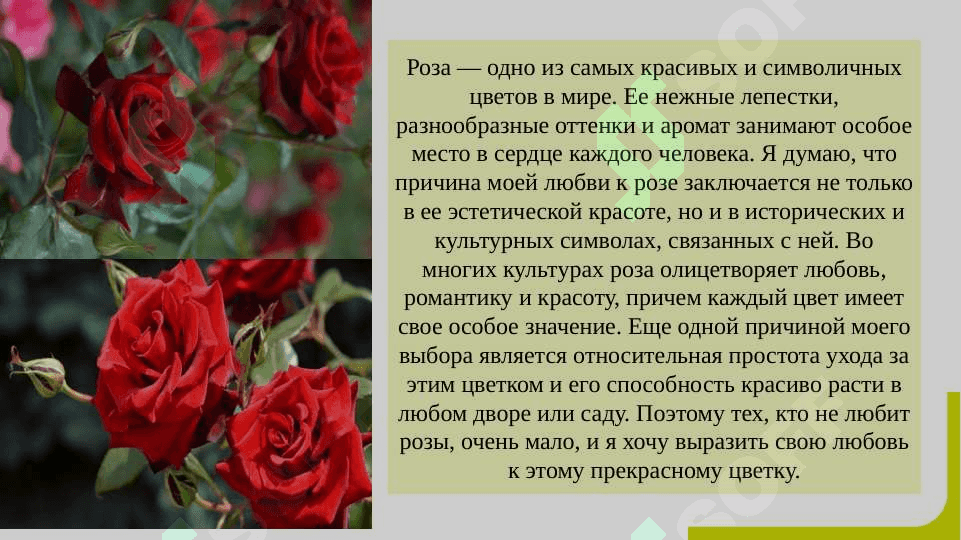 Мой любимый цветок SLAYD 2