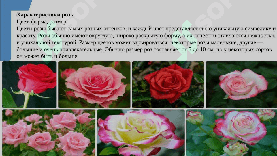 Мой любимый цветок SLAYD 3