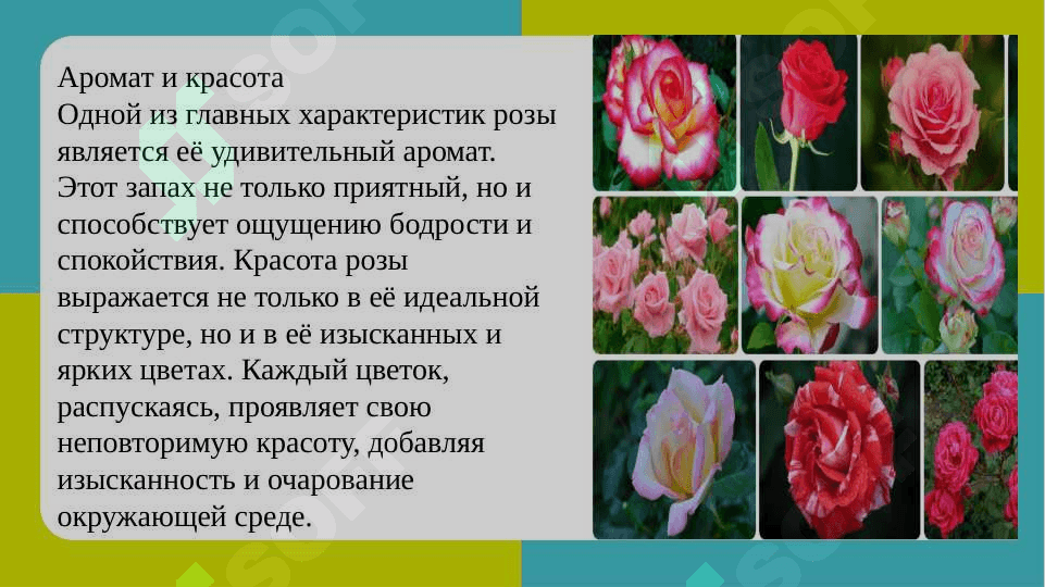 Мой любимый цветок SLAYD 4