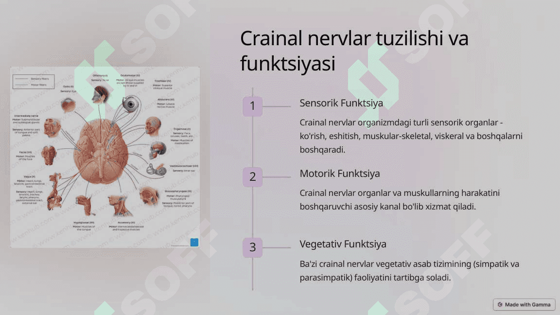 12 juft bosh miya nervlari Crainal Nervlarning Patalogiyasi 2