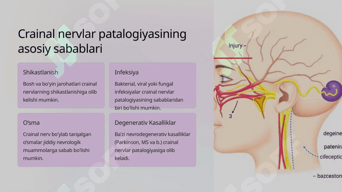 12 juft bosh miya nervlari Crainal Nervlarning Patalogiyasi 3