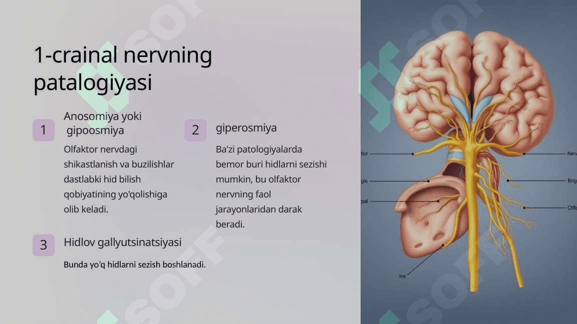 12 juft bosh miya nervlari Crainal Nervlarning Patalogiyasi 4