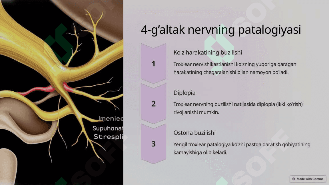 12 juft bosh miya nervlari Crainal Nervlarning Patalogiyasi 7