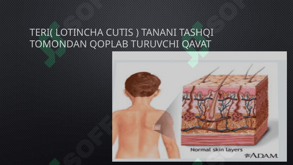 Keratinizatsiya jarayonlari haqida zamonaviy tasavvurlar 2