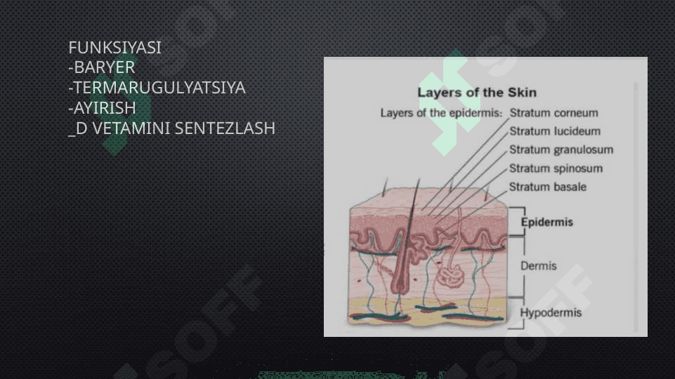 Keratinizatsiya jarayonlari haqida zamonaviy tasavvurlar 4