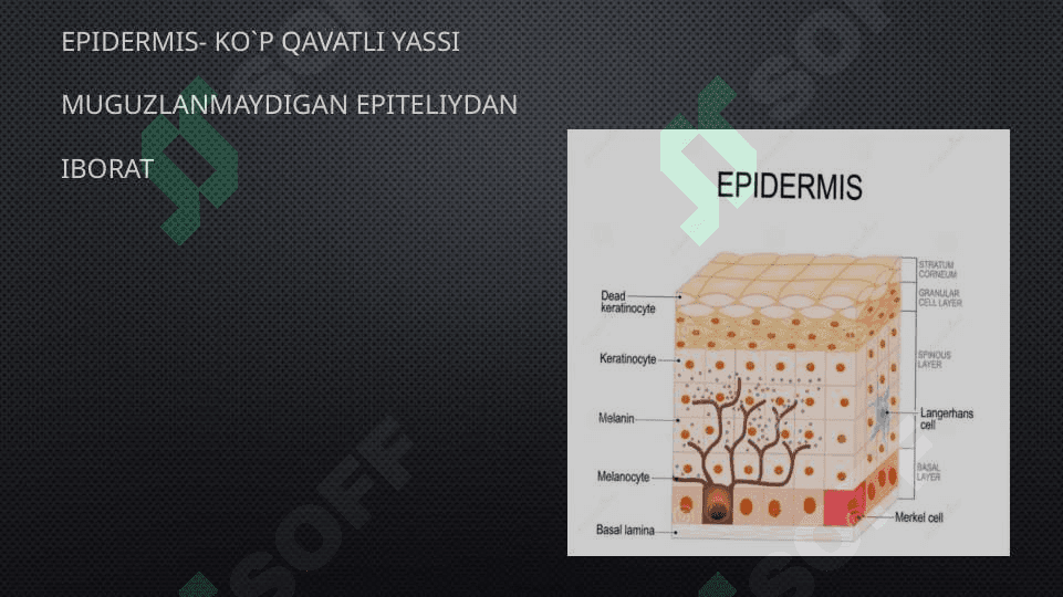 Keratinizatsiya jarayonlari haqida zamonaviy tasavvurlar 5