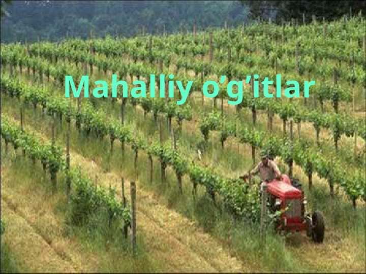 Mahalliy o’g’itlar