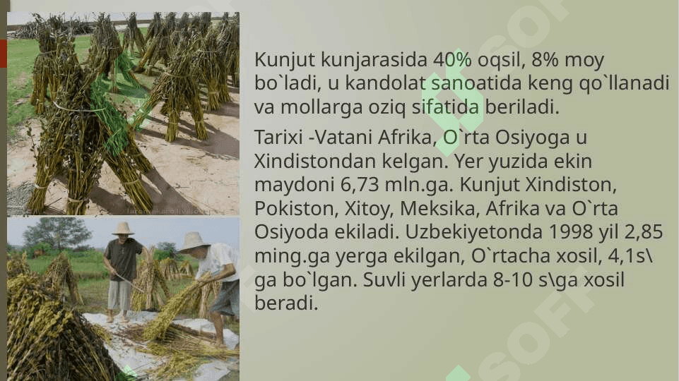 Kunjut 4