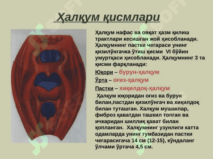 Халкумнинг  анатомияси. Ўткир ва  сурункали касалликлари 2