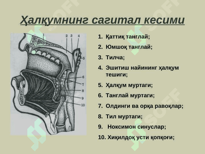 Халкумнинг  анатомияси. Ўткир ва  сурункали касалликлари 3