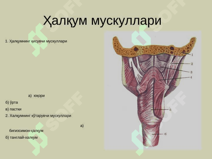 Халкумнинг  анатомияси. Ўткир ва  сурункали касалликлари 5