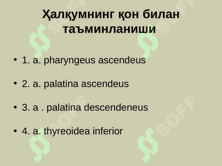 Халкумнинг  анатомияси. Ўткир ва  сурункали касалликлари 6
