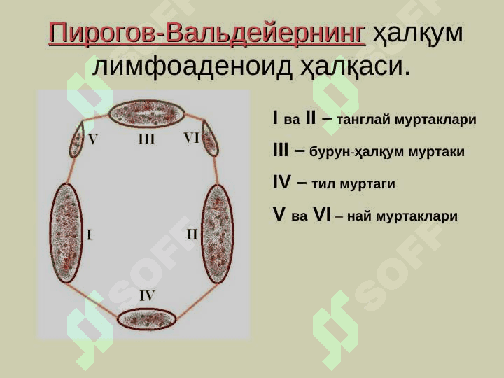 Халкумнинг  анатомияси. Ўткир ва  сурункали касалликлари 7