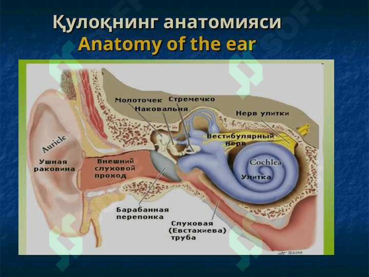 Ташқи ва ўрта қулоқнинг ўткир ва сурункали яллиғланиш касалликлари 2