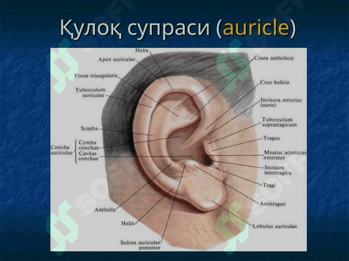 Ташқи ва ўрта қулоқнинг ўткир ва сурункали яллиғланиш касалликлари 3