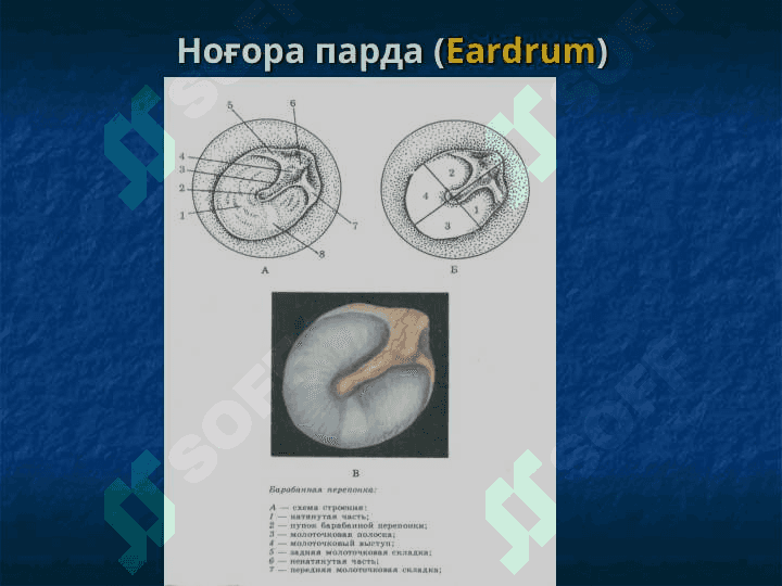 Ташқи ва ўрта қулоқнинг ўткир ва сурункали яллиғланиш касалликлари 5