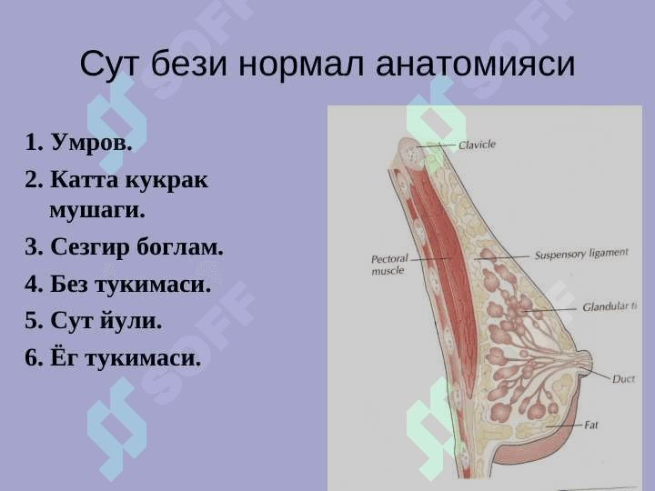 Сут бези саратони 2