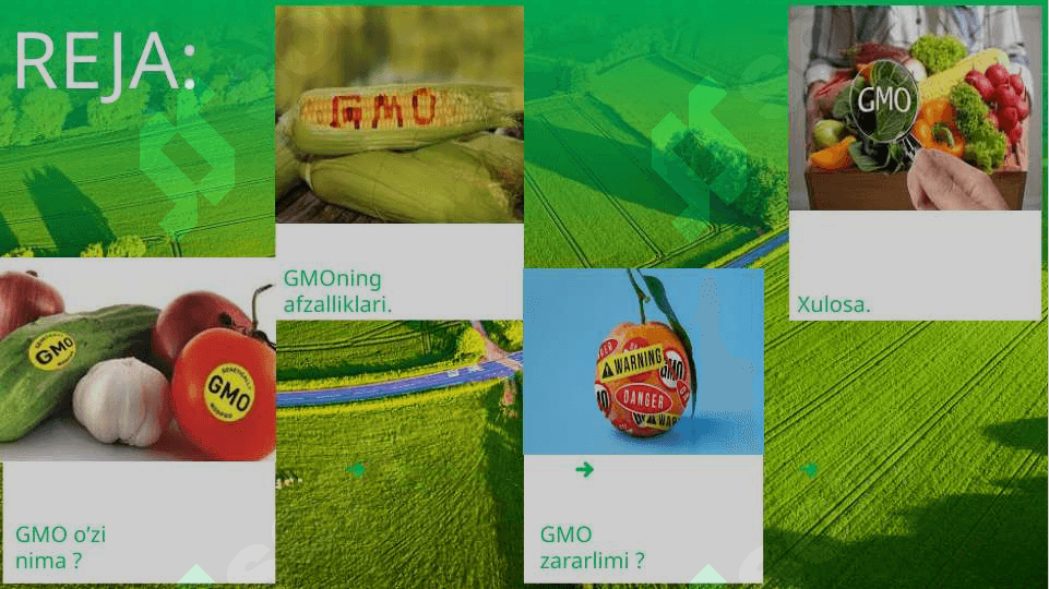 Genetik modifikatsiyalangan organizm. GMO 2