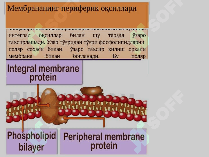 Биологик	мембраналар структураси ва функцияси 6