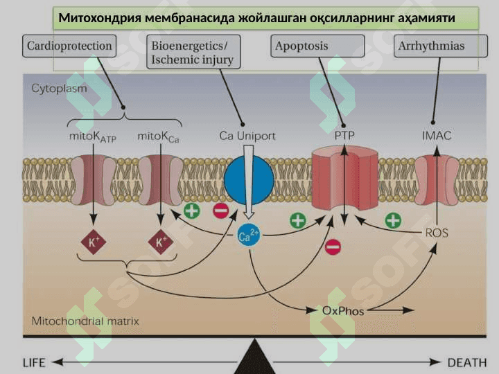 Биологик	мембраналар структураси ва функцияси 8
