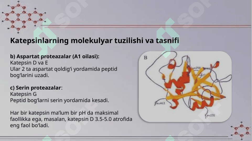katepsinlar, ularning ahamiyati 5