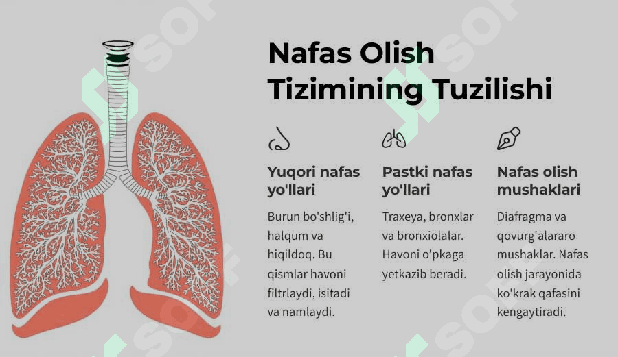 Nafas fizilolgiyasi. Qonda gazlarni tashilishi. 2