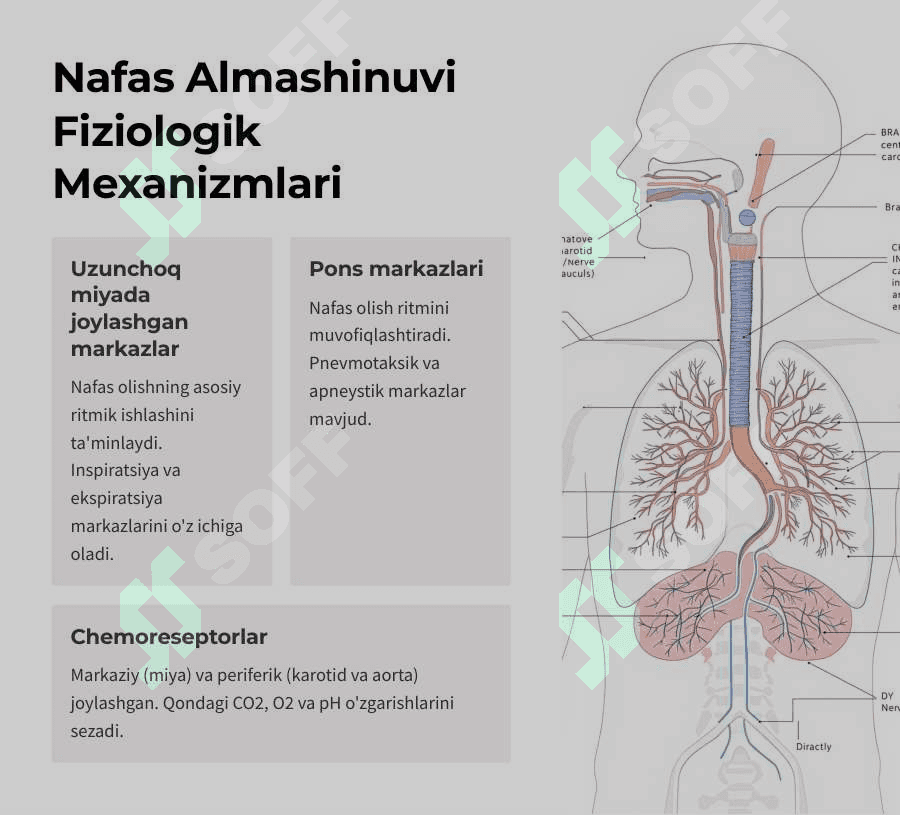 Nafas fizilolgiyasi. Qonda gazlarni tashilishi. 8