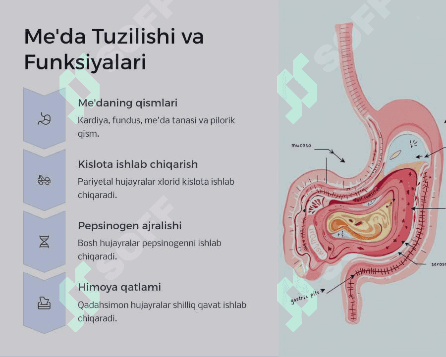 Hazm tizimi faoliyatini o‘rganish usullari. Og‘iz bo‘shlig‘ida va me’dada ovqat hazm bo‘lishi. 6