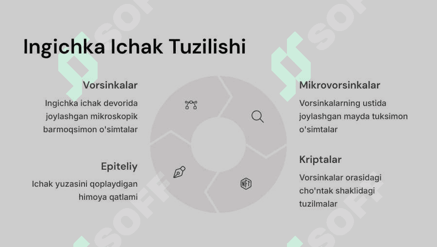 Ingichka va yo‘g‘on ichakda ovqat hazm bo‘lishi 6
