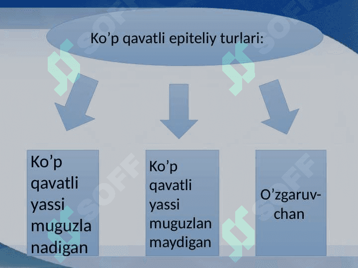 Ko'p qavatli epiteliy toʻqimasi 4