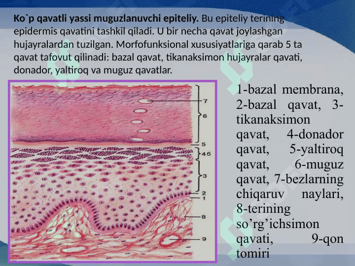 Ko'p qavatli epiteliy toʻqimasi 5