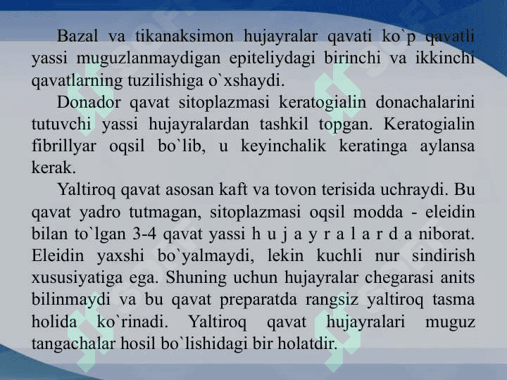 Ko'p qavatli epiteliy toʻqimasi 6