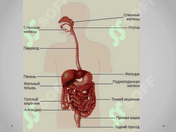«Пищеварительная система» 6