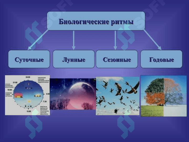 СОН И СНОВИДЕНИЯ 3