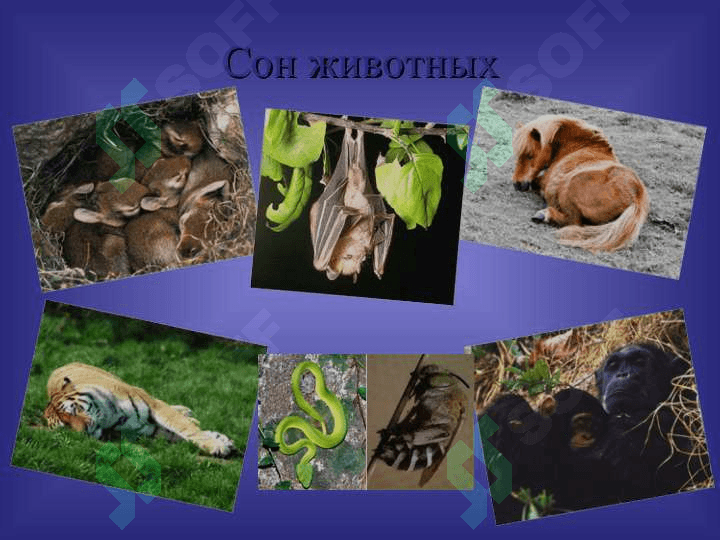 СОН И СНОВИДЕНИЯ 5