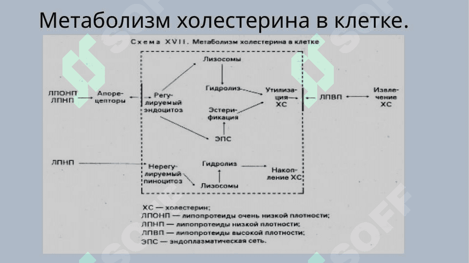 Атеросклероз 5