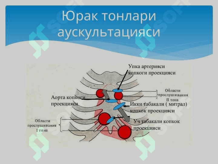 Юрак фаолиятининг ташқи кўрсаткичлари 3