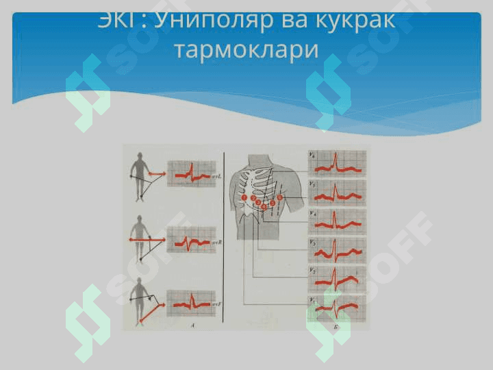 Юрак фаолиятининг ташқи кўрсаткичлари 7