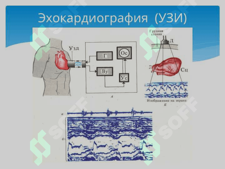 Юрак фаолиятининг ташқи кўрсаткичлари 8
