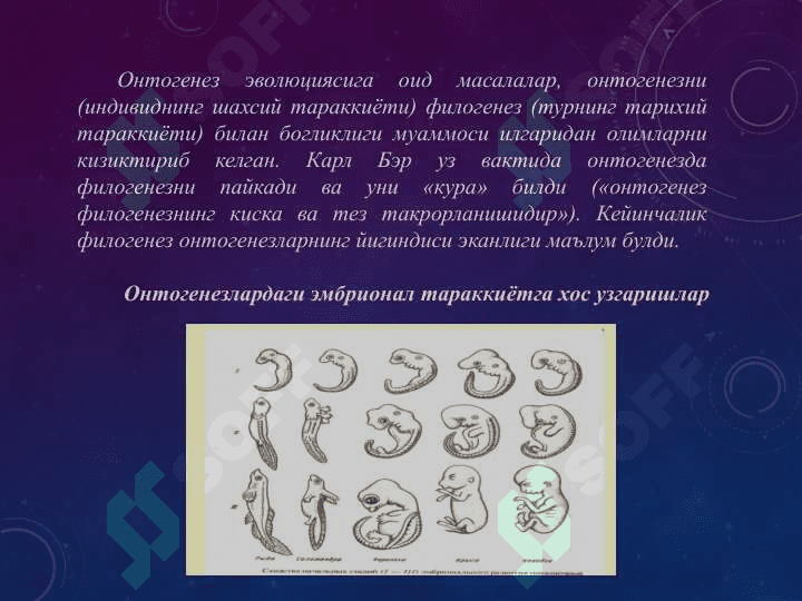Макроэволюция муаммолари. Онтогенез эволюцяиси. Филэмбриогенез хакида таълимот 3