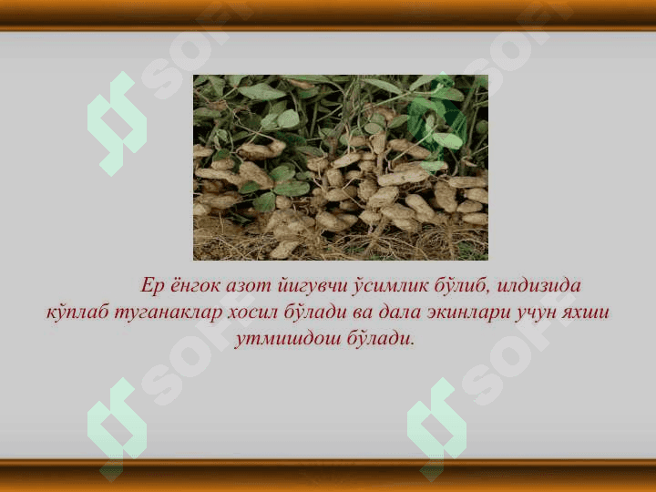 Yer yong"oq va kanakunjut biologiyasi va yetishtirish texnologiyasi 3