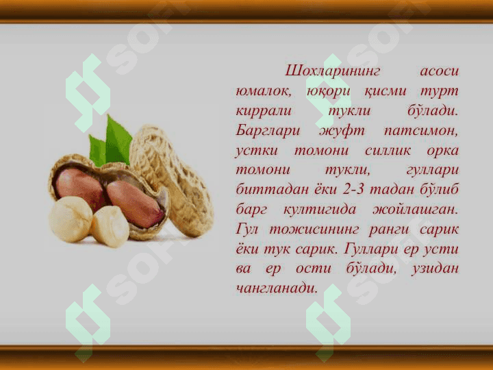 Yer yong"oq va kanakunjut biologiyasi va yetishtirish texnologiyasi 4