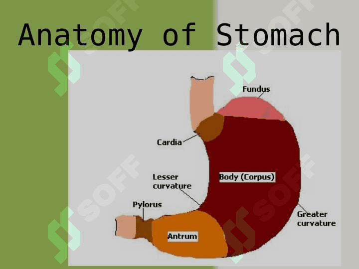 The movements of the stomach 4