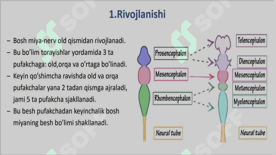 Miyachada neyronlararo aloqalar . Miyacha Purkinye hujayralarining tashqi ta’sirlarga va gipoksiyaga reaksiyalari 2