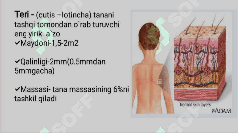 Keratinizatsiya jarayonlari haqida zamonaviy tasavvurlar 3