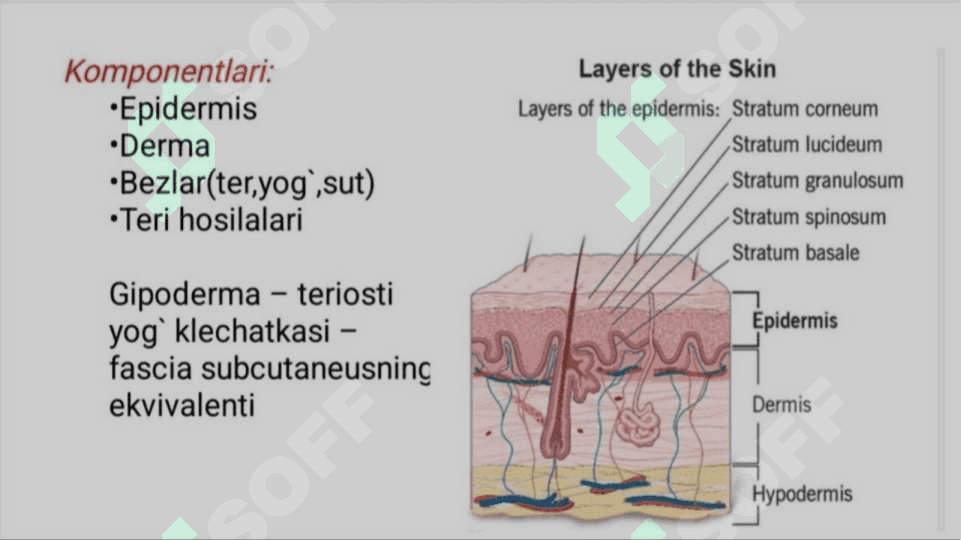 Keratinizatsiya jarayonlari haqida zamonaviy tasavvurlar 5