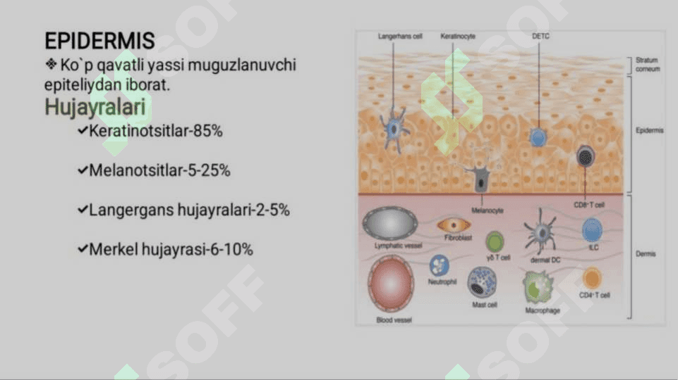 Keratinizatsiya jarayonlari haqida zamonaviy tasavvurlar 7