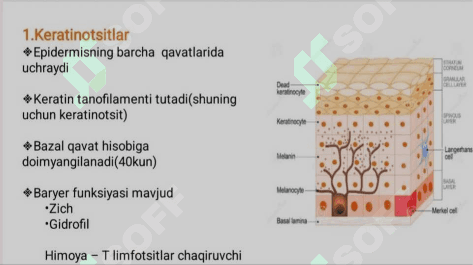 Keratinizatsiya jarayonlari haqida zamonaviy tasavvurlar 8