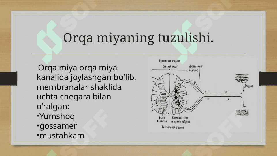 Orqa miyaning harakatlantiruvchi neyronlaring turlari , ularning morfofunksional xususiyatlari 3
